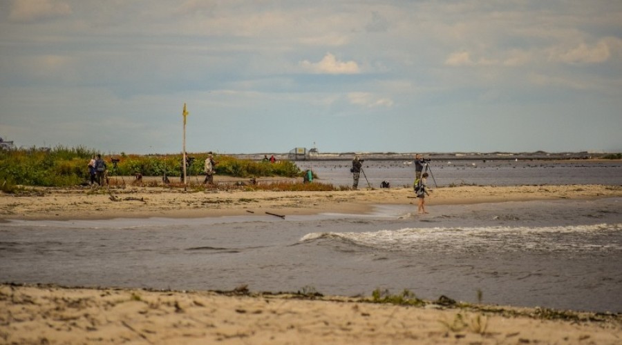sprzątanie mewiej łachy19