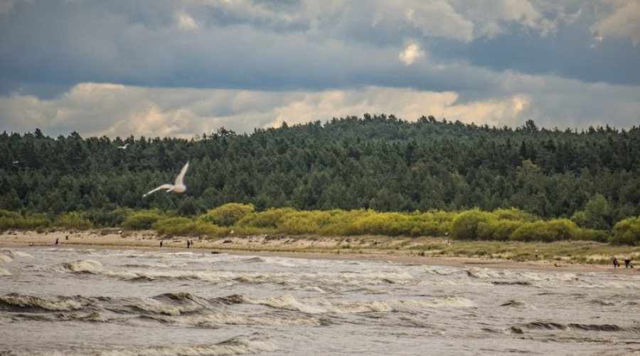 sprzątanie mewiej łachy29