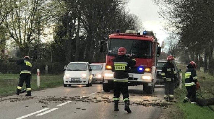 jantarowa-powalone-drzewo-3-560x420