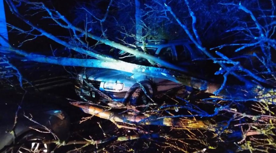 wiatr powalone drzewa powiat nowodworski wichura (9)