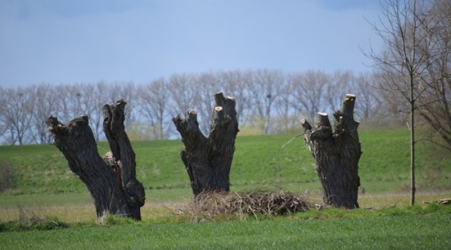 ogławianie wierzb żuławy4