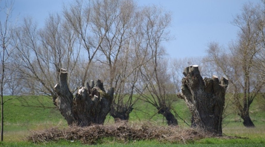 ogławianie wierzb żuławy5