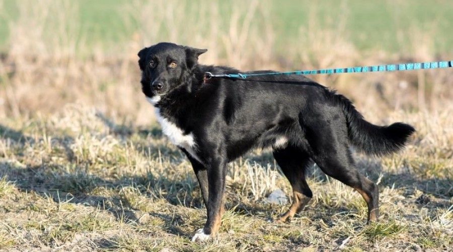 rocky potrzebuje domu tymczasowego1
