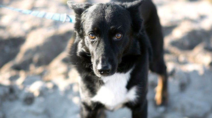 rocky potrzebuje domu tymczasowego3