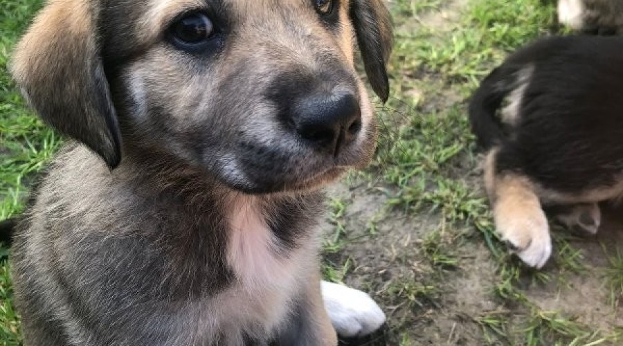 Szczeniaki szukają domu1