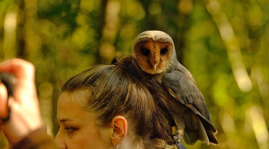 ptasi piknik krynica morska (3)