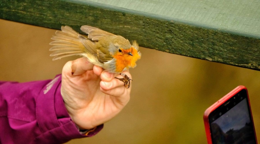 ptasi piknik krynica morska (8)