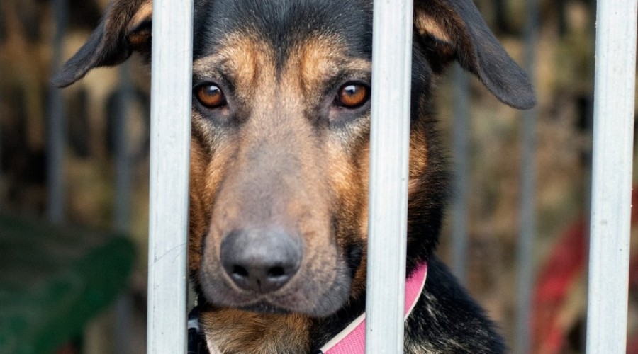 schronisko iskierka (3)