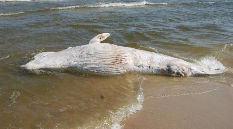 Martwy Wieloryb na plaży w Kątach Rybackich (2)