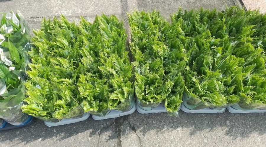 dzień ziemi sztutowo (7)