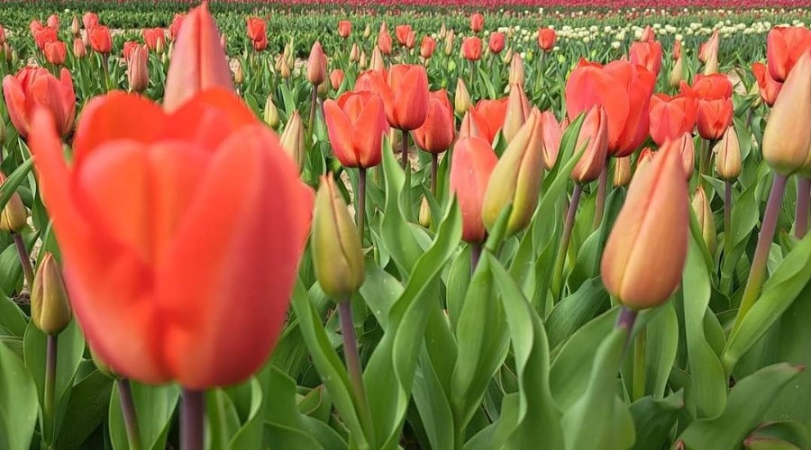 tulipany cedry wielkie (11)