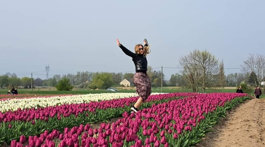 tulipany cedry wielkie (6)