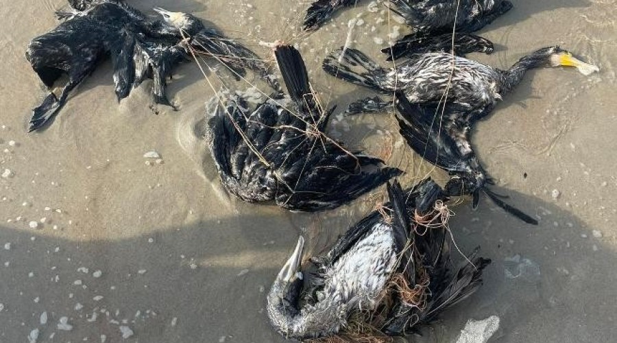 kormorany na plaży krynica morska1