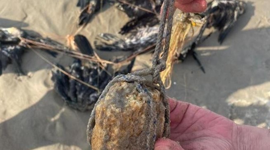 kormorany na plaży krynica morska2