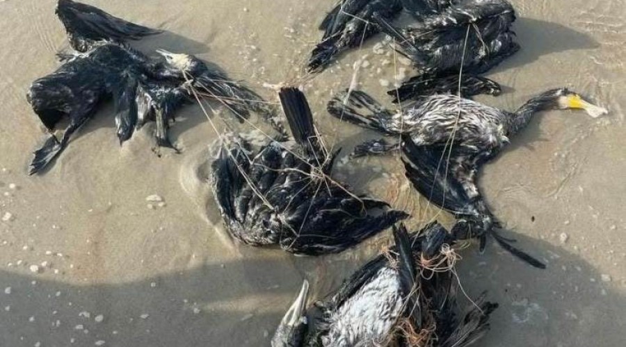 kormorany na plaży krynica morska5