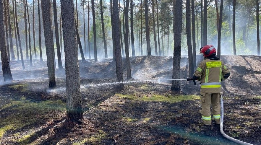 pozar lasu mikoszewo1