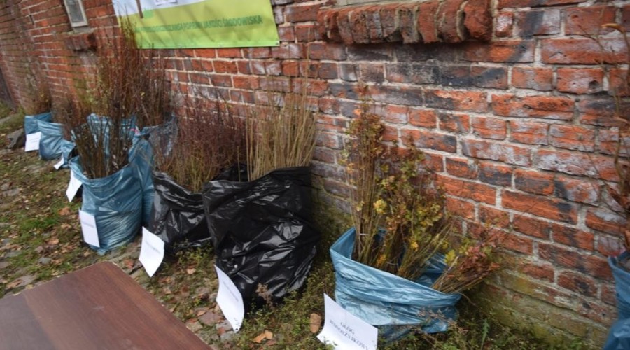 akcja-drzewko-za-butelkę-54