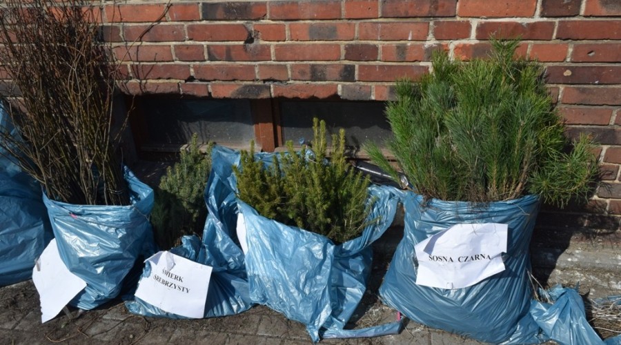 drzewko za butelkę (6)