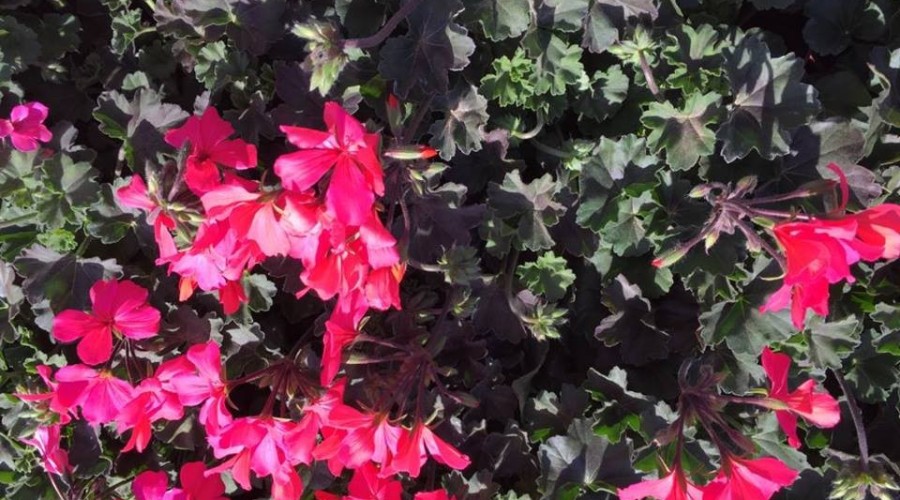 58676683_1035122780013390_2741551588668604416_n