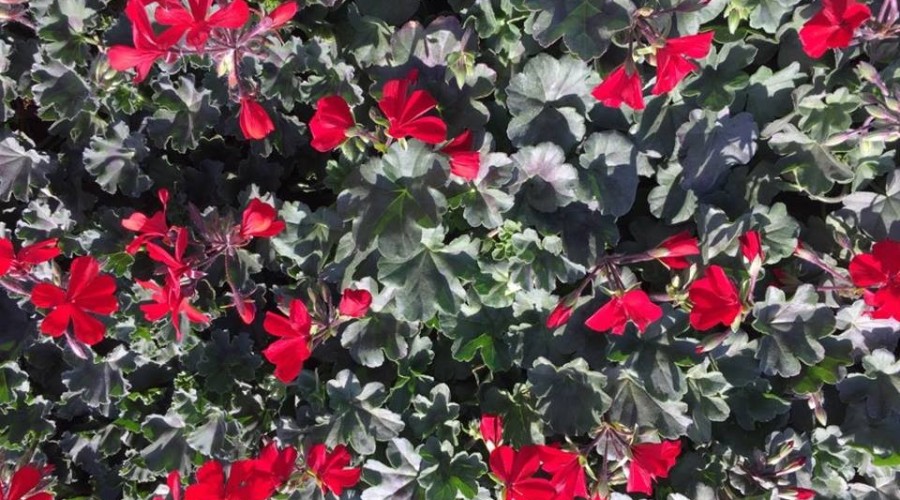 58772245_1035122973346704_6436389070108098560_n