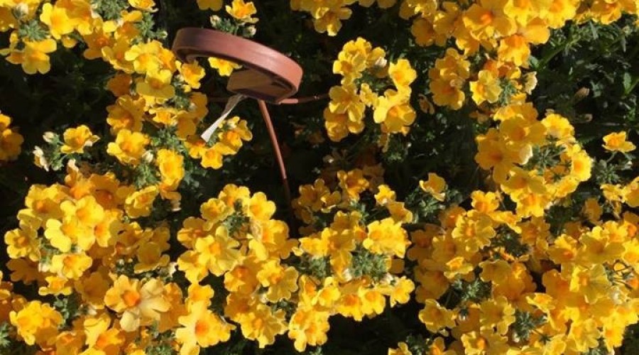 59352481_1035123680013300_8302229816766103552_n