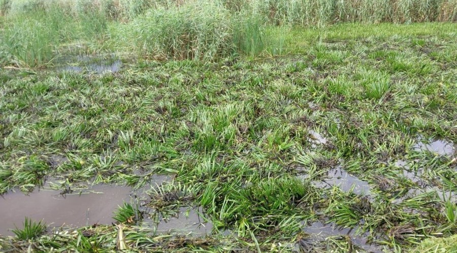 zuławy pod wodą (26)