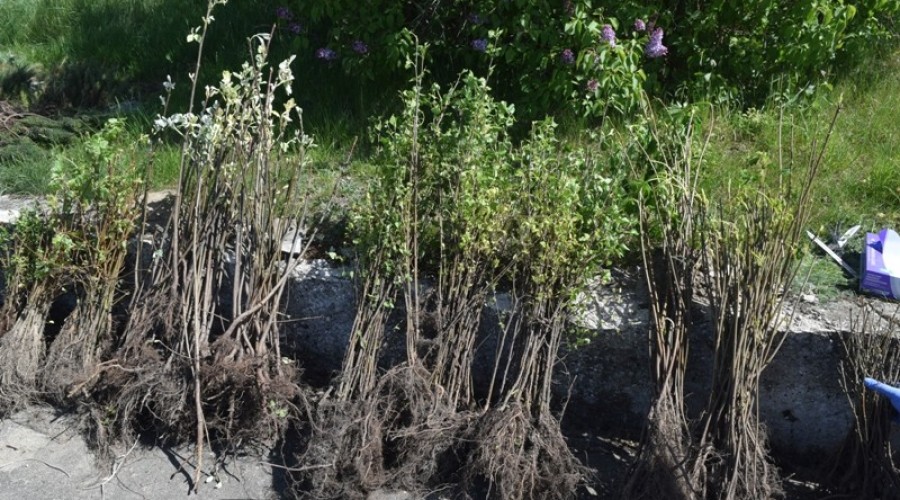 19.05.04 Piknik ekologiczny Sztutowo (3)