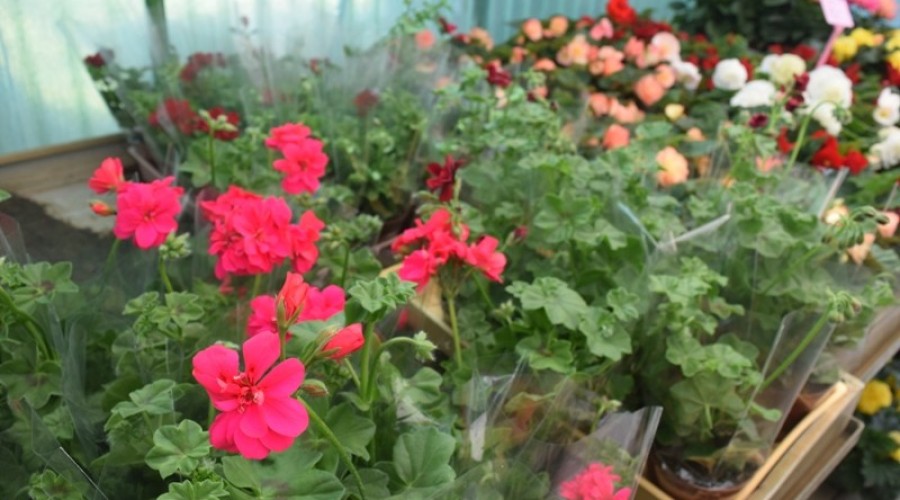 ogrodnictwo zagonowa nowy dwór gdański13