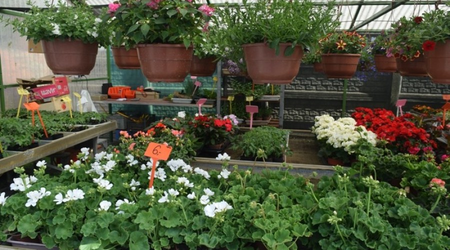 ogrodnictwo zagonowa nowy dwór gdański15