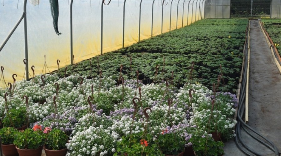 ogrodnictwo zagonowa nowy dwór gdański25