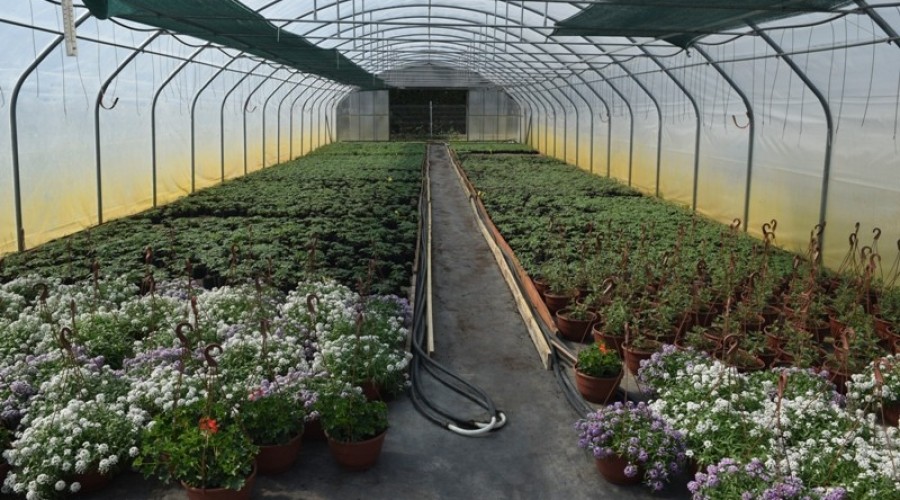 ogrodnictwo zagonowa nowy dwór gdański26