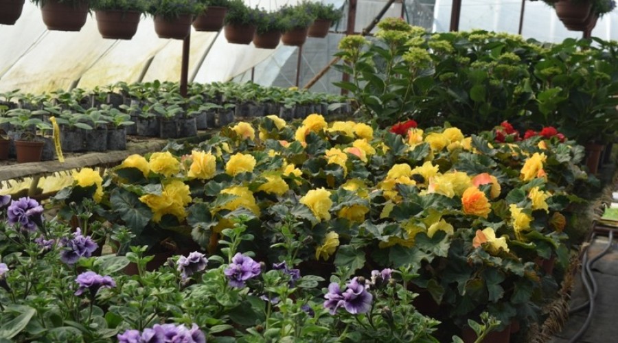 ogrodnictwo zagonowa nowy dwór gdański34