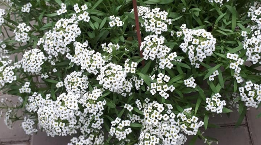 ogrodnictwo zagonowa nowy dwór gdański (16)