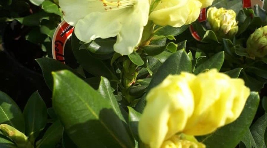 ogrodnictwo zagonowa nowy dwór gdański (2)