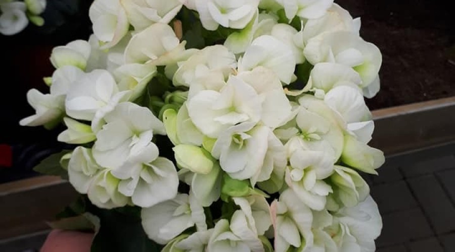 ogrodnictwo zagonowa nowy dwór gdański (20)