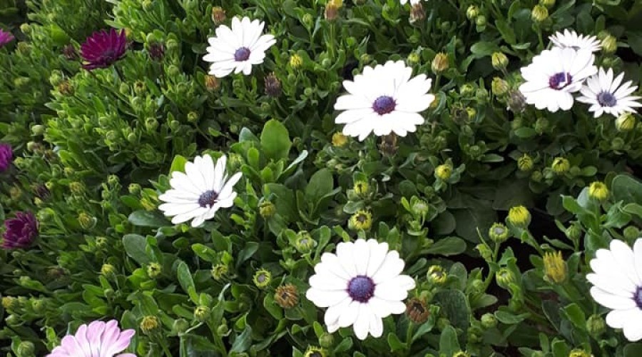 ogrodnictwo zagonowa nowy dwór gdański (22)