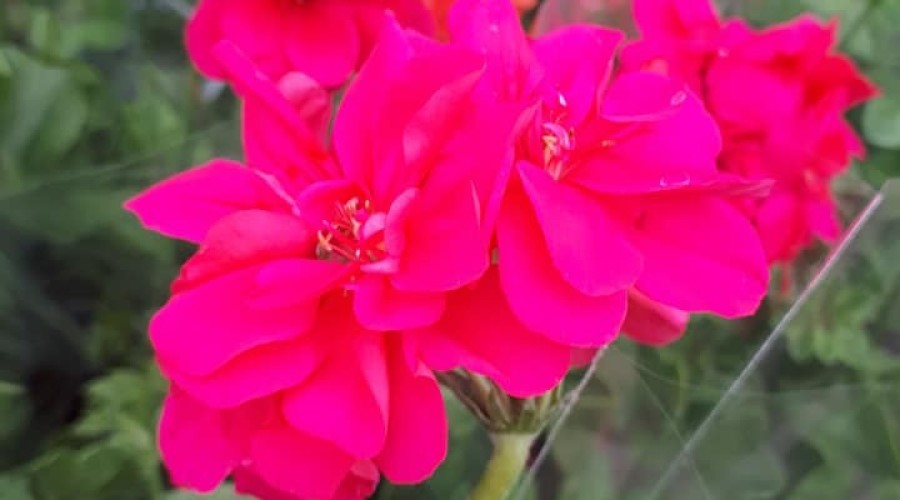 ogrodnictwo zagonowa nowy dwór gdański (9)