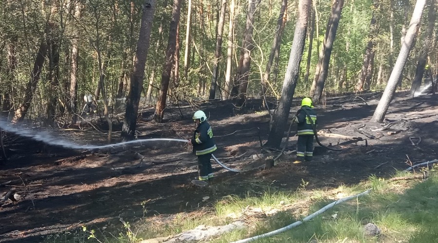 2 pożary lasu mierzeja wiślana (1)