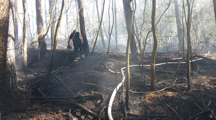 2 pożary lasu mierzeja wiślana (3)