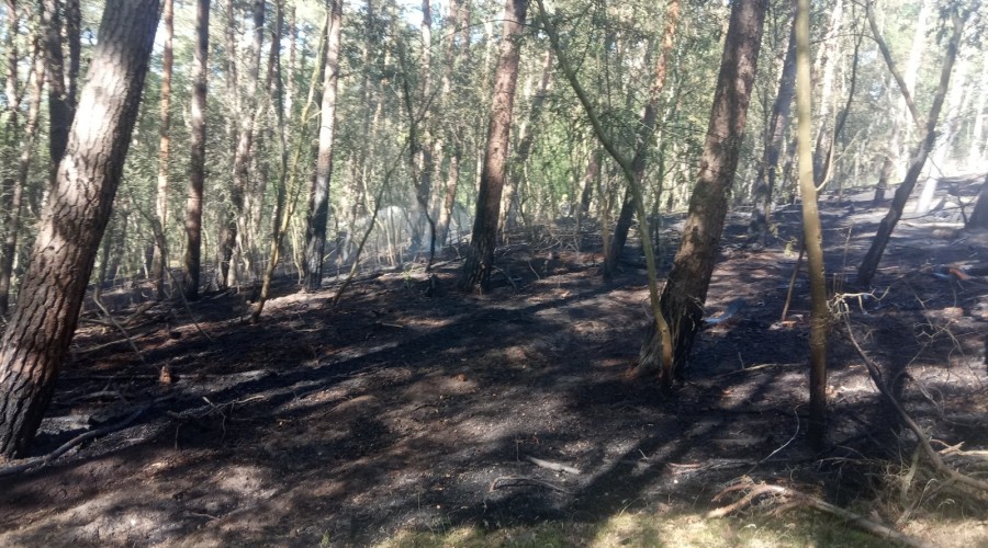 2 pożary lasu mierzeja wiślana (4)