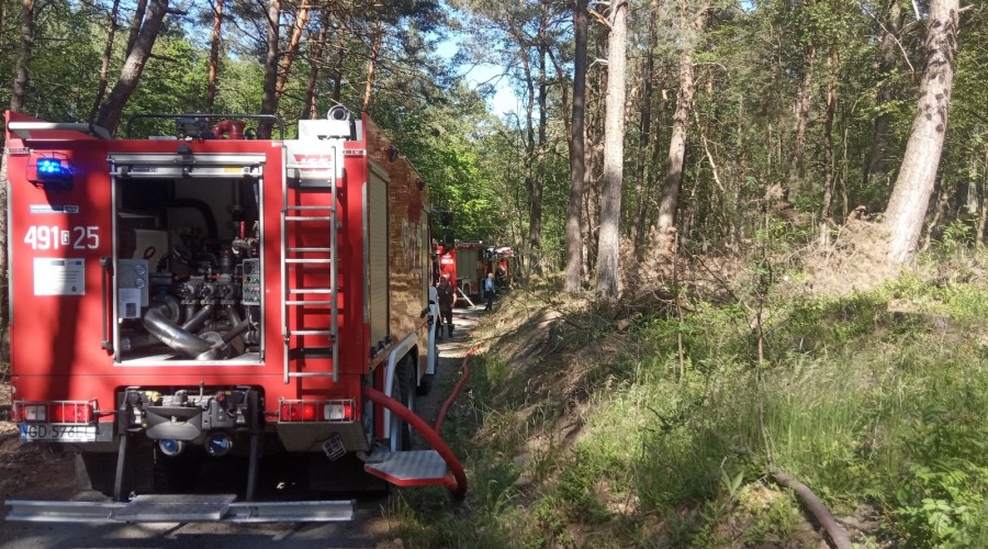2 pożary lasu mierzeja wiślana (5)