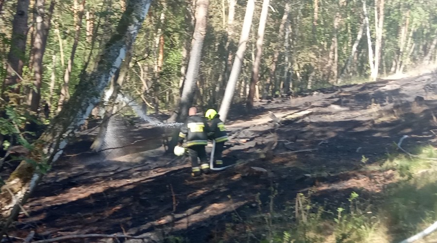 2 pożary lasu mierzeja wiślana (6)