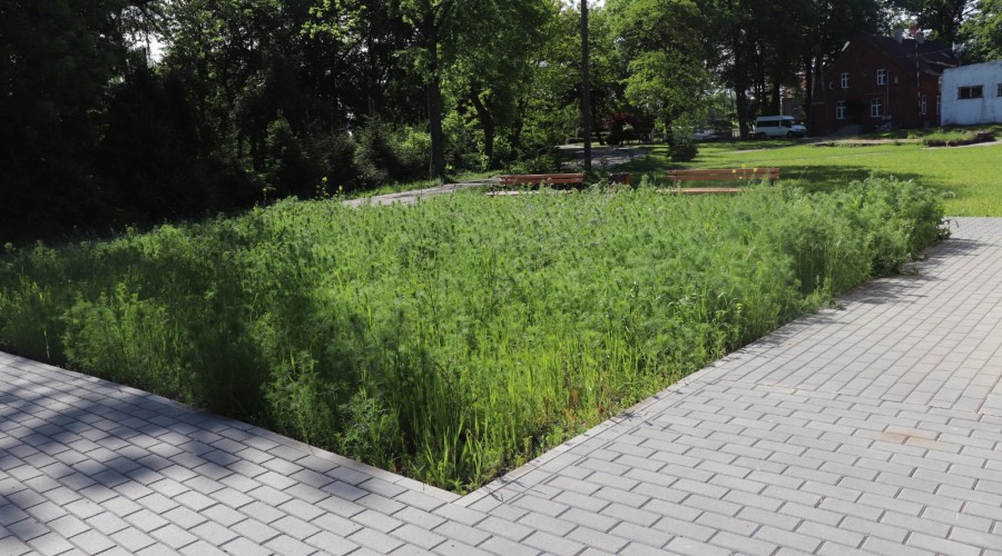 Drewnica Zielona wyspa przed