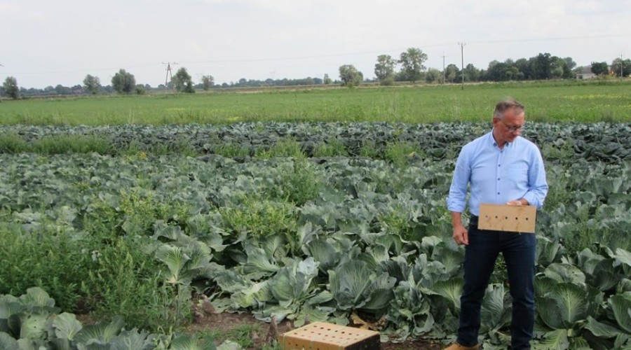 reintrodukcja kuropatw. Powiat Nowodworski (2)