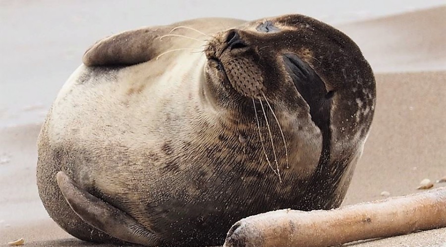 studniówka liceum 2019 r (43)