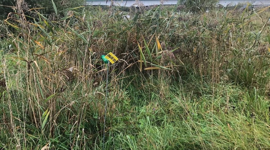 asf repelenty zapachowe (3)