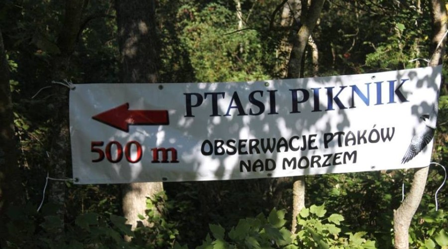 ptasi-piknik-3