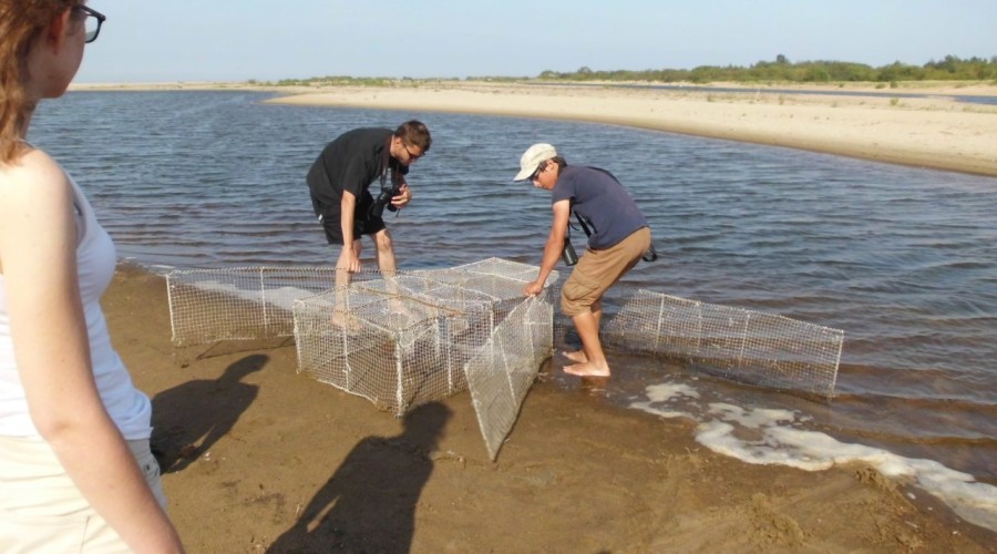 ujście wisły wwf polska (8)