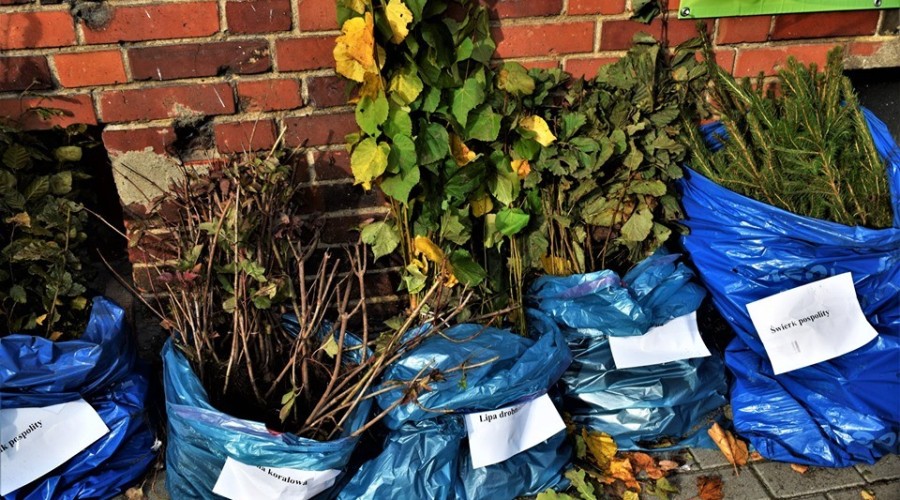 akcja drzewko za butelkę starostwo (21)