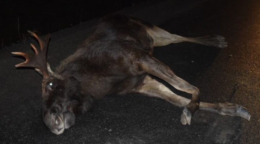 Kiezmark. Zderzenie osobówki z łosiem na siódemce – 3.01 (4)